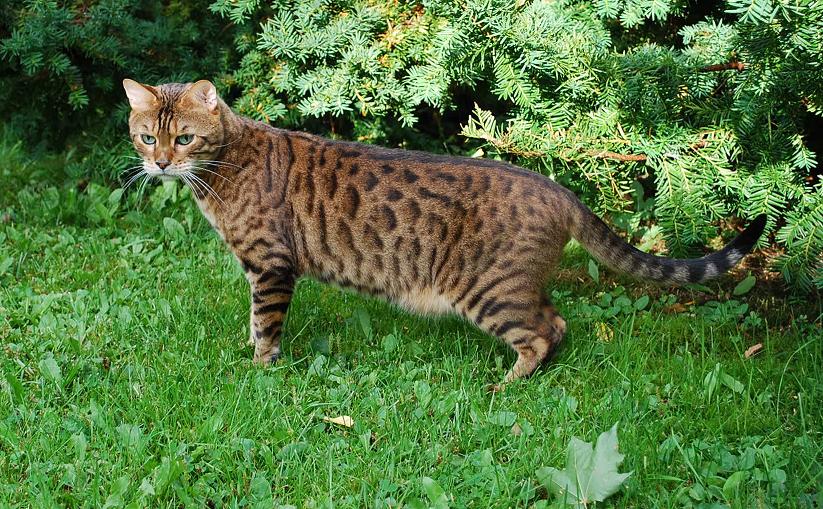 Erikoistua Pakko Pyramidi Bengalin Kissa Hinta Finland Kapasiteetti 
